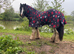 3 year old mini cob gelding