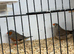 X5 zebra finches