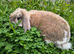 1 year old Giant French lop doe