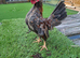 This year's serama cocks