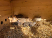 Jumbo Coturnix Quails