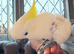 Yellow sulphur cockatoo