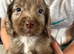 Beautiful cocker spaniel pups for sale