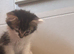 8 Week Female kitten