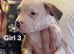 American bulldog *ready to go*