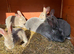 Beautiful Pedigree Standard Rex Bunny Looking for a Loving Home