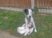 Jack Russell Puppies for sale