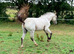 Lovely young filly to make 14hh