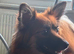 18 month female pomchi