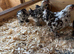 5 pekin bantam pullets
