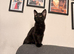 Three black kittens