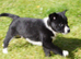 Top Quality Border Collie Pups