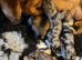 Miniature Dachshund