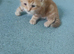 Kittens for sale