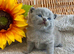 ALL RESERVED EXCEPTIONAL QUALITY PURE BREED BSH