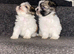 Lovely tea cup maltipoo puppies