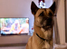 7 year old akita
