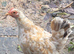 Free Chickens