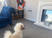 BICHON FRISE KC REGISTERED