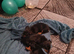 2 female miniature daushaund