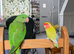 Alexandrine Female Parrot – 9 Weeks Old with DNA