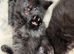 Beautiful dark grey kittens available and ready for new home