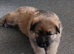 Chunky German Shepherd Puppies