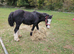 Traditional Heavy cob colt