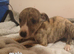 Show bred whippetts