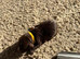 5 gorgeous cockapoo puppies