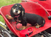 Long haired mini dachshund