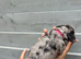 Beautiful cockapoo puppies