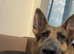 Female German shepherd