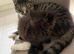 Tabby & Long Haired Kittens