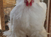 Pekin cockerels
