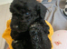 Beautiful Minature Cockapoo F1B puppies