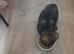KC Reg German Shepherds puppies For sale!!!