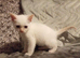 Ragdoll cross male kitten ready now