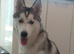 Siberian husky