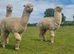 4 Alpaca halter trained males