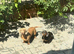 Dachshund puppies ready to leave their mother
