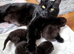 Black female kitten.