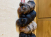 KC Reg Miniature long haired dachshund puppies
