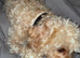 Cockapoo for sale