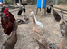 Indian runner ducks