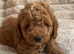 Tiny cockapoo puppies