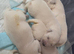 Stunning Cream bundles
