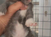 Stunning Xl Mainecoon cub