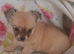 Ready 9th July long coat chihuahua boys