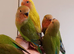 Hand reared baby Lovebirds for sale.